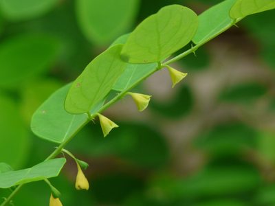 Breynia retusa, photographed by Dinesh Valke