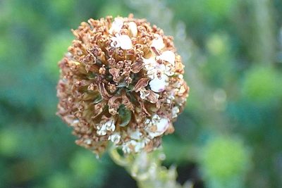 Stoebe anomala, photographed by Di Turner