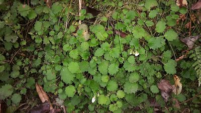 Jovellana repens, photographed by naturewatchwidow