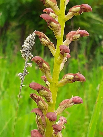 Disa brevicornis, photographed by grabbarg