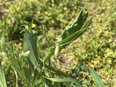 Lathyrus ochrus, photographed by Chiara Catalano