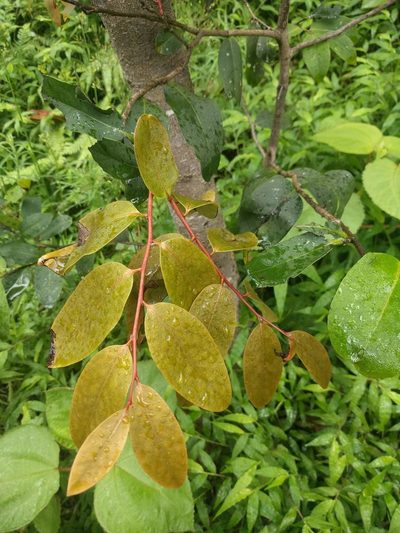 Diospyros hillebrandii, photographed by Kevin Faccenda