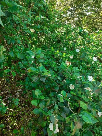 Gardenia thunbergia, photographed by grabbarg