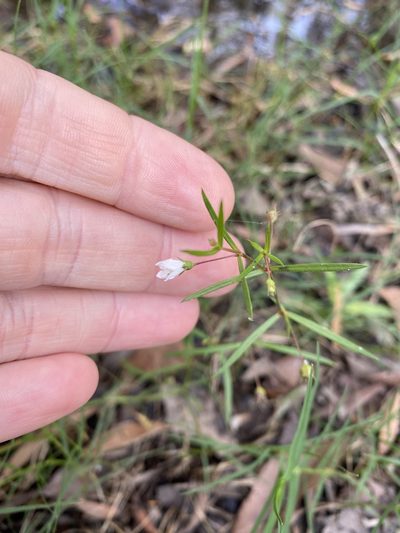 Scleromitrion galioides, photographed by Greg Tasney