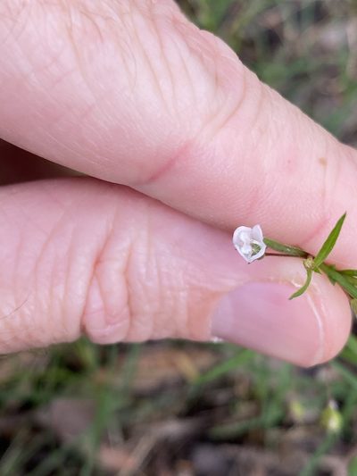 Scleromitrion galioides, photographed by Greg Tasney