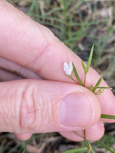 Scleromitrion galioides, photographed by Greg Tasney