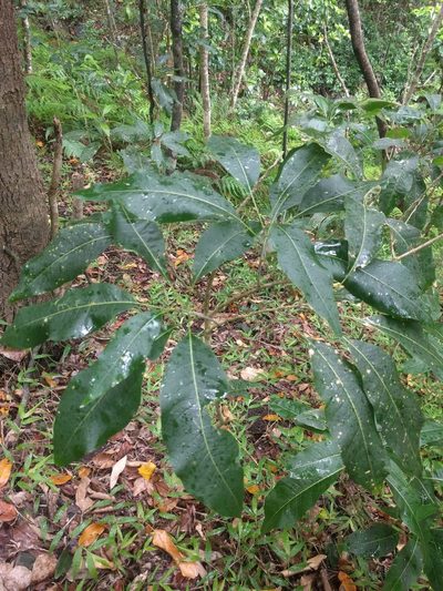 Sapindus oahuensis, photographed by Kevin Faccenda