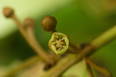 Planchonella sandwicensis, photographed by Kevin Faccenda