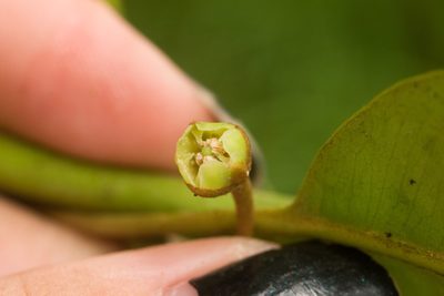 Planchonella sandwicensis, photographed by Kevin Faccenda