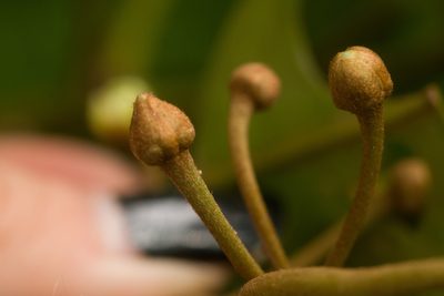 Planchonella sandwicensis, photographed by Kevin Faccenda