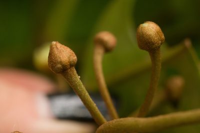 Planchonella sandwicensis, photographed by Kevin Faccenda
