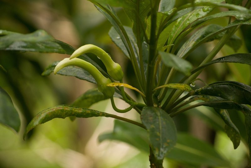 Clermontia persicifolia, photographed by Kevin Faccenda