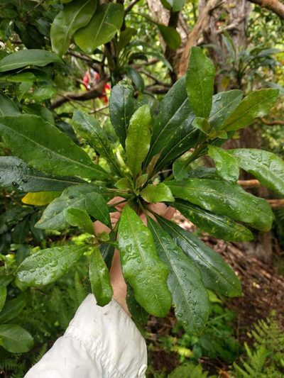 Clermontia persicifolia, photographed by Kevin Faccenda