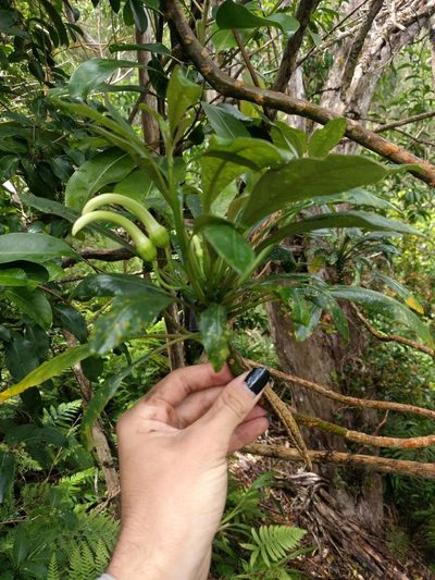 Clermontia persicifolia, photographed by Kevin Faccenda