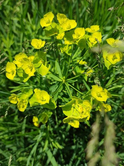 Euphorbia saratoi, photographed by Igor Balashov