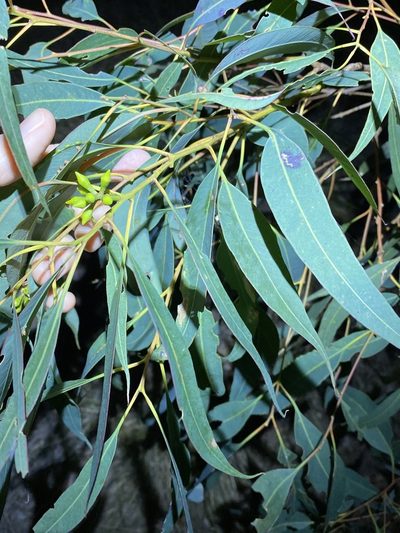 Eucalyptus major, photographed by Greg Tasney