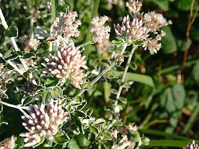 Plecostachys serpyllifolia, photographed by Di Turner