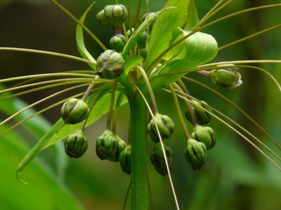 Tacca leontopetaloides, photographed by Dinesh Valke