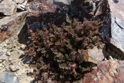 Leptinella atrata, photographed by John Barkla