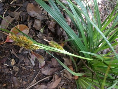 Carex wahuensis, photographed by Kevin Faccenda