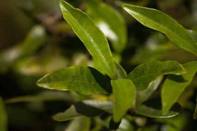 Alyxia stellata, photographed by Kevin Faccenda