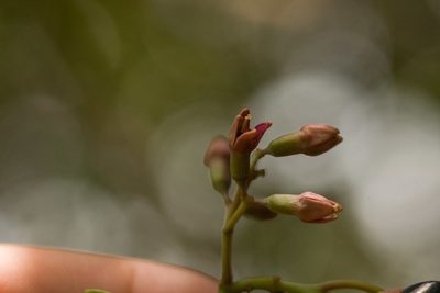 Santalum freycinetianum, photographed by Kevin Faccenda
