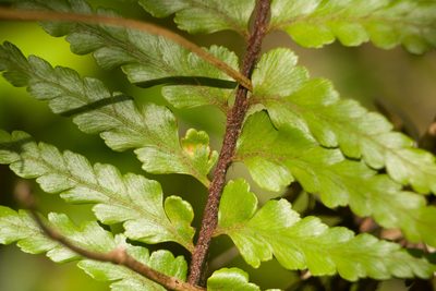 Asplenium caudatum, photographed by Kevin Faccenda