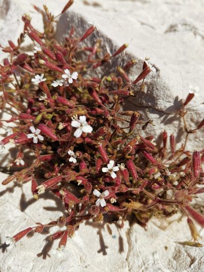 Silene sedoides, photographed by Roland Godon