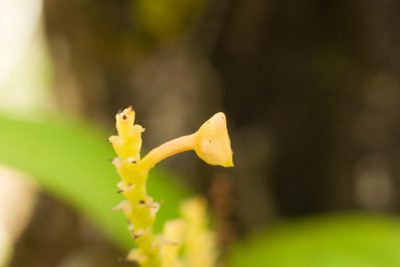 Polystachya concreta, photographed by Kevin Faccenda