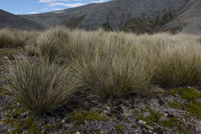 Chionochloa macra, photographed by John Barkla