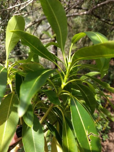 Rauvolfia sandwicensis, photographed by Kevin Faccenda