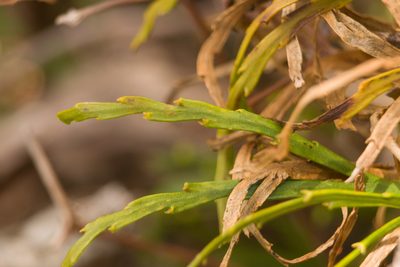 Psilotum complanatum, photographed by Kevin Faccenda