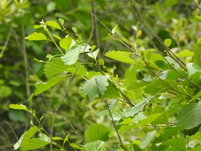 Alnus lusitanica, photographed by Duarte Frade