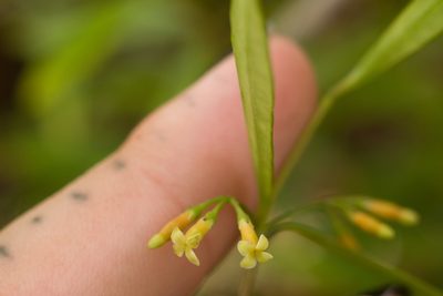 Alyxia stellata, photographed by Kevin Faccenda