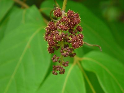 Ampelocissus latifolia, photographed by Dinesh Valke