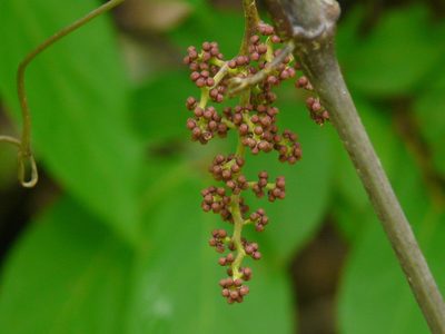 Ampelocissus latifolia, photographed by Dinesh Valke
