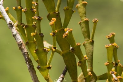 Korthalsella taenioides, photographed by Kevin Faccenda