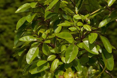 Cheirodendron trigynum, photographed by Kevin Faccenda