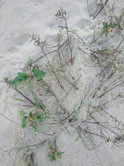 Cutandia maritima, photographed by Tim Johnson
