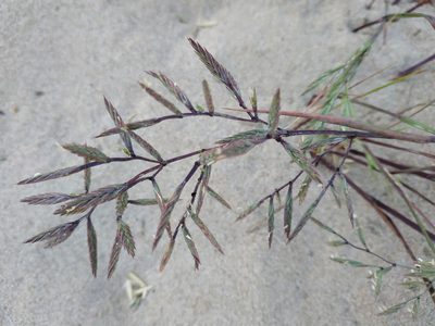 Cutandia maritima, photographed by Tim Johnson