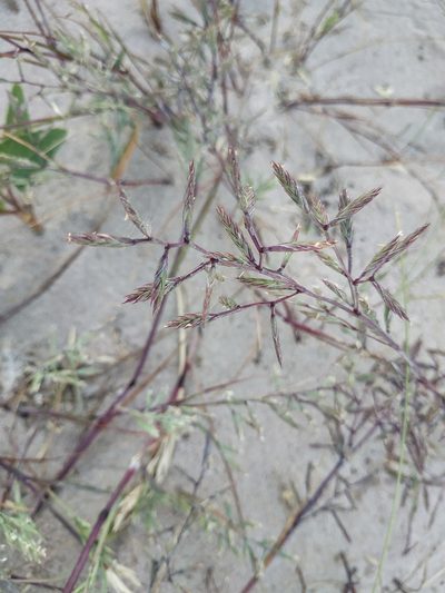Cutandia maritima, photographed by Tim Johnson