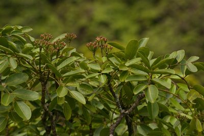 Polyscias oahuensis, photographed by Kevin Faccenda