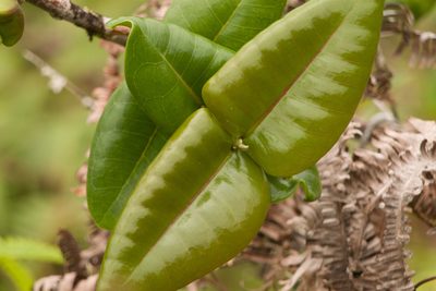 Melicope rotundifolia, photographed by Kevin Faccenda