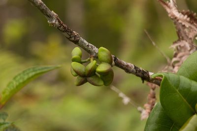 Melicope rotundifolia, photographed by Kevin Faccenda