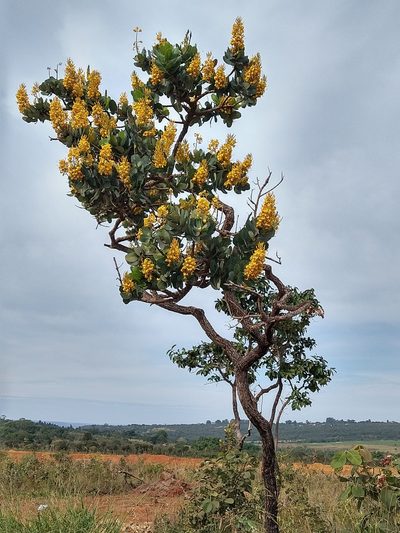 Vochysia elliptica, photographed by Leonardo Bergamini