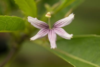 Scaevola mollis, photographed by Kevin Faccenda