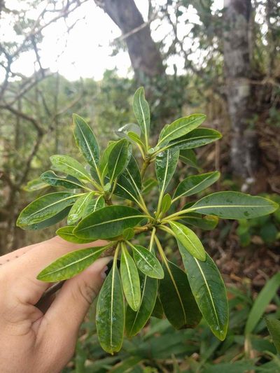 Rauvolfia sandwicensis, photographed by Kevin Faccenda