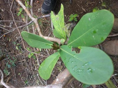 Clusia rosea, photographed by Kevin Faccenda