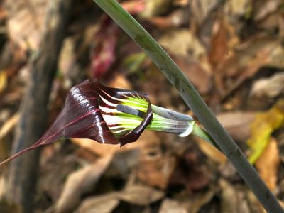 Arisaema consanguineum