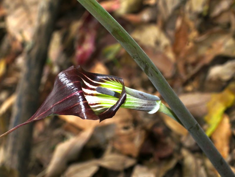 Arisaema consanguineum, photographed by Jacy Chen